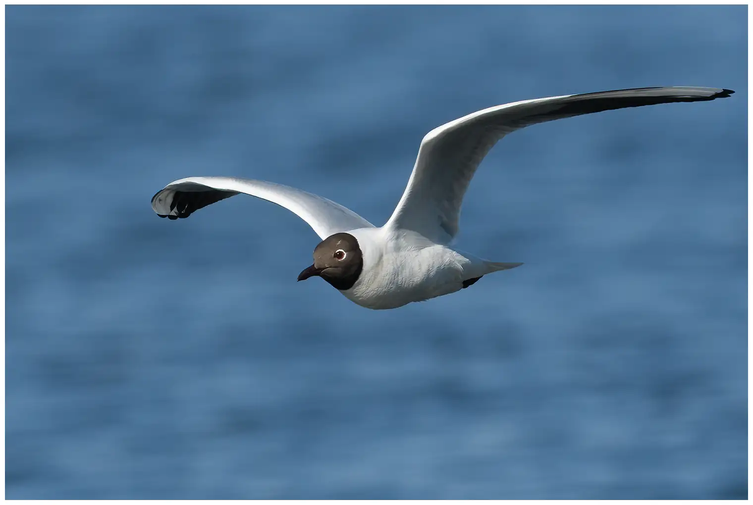 Black-headed Gull