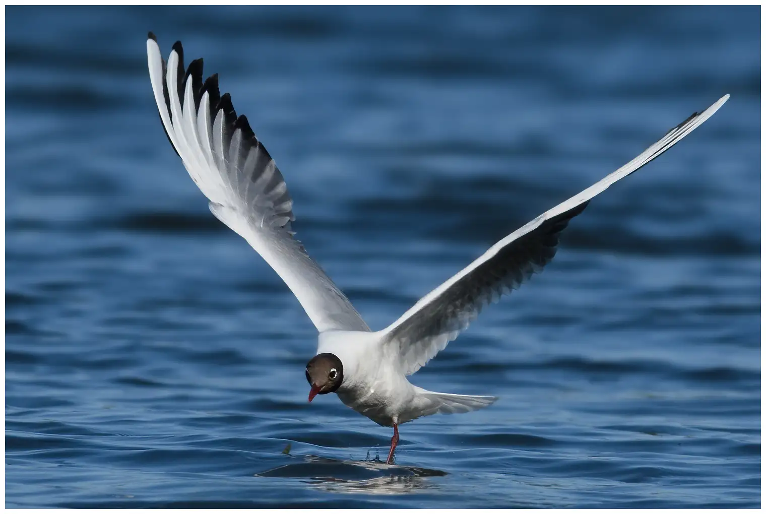 Black-headed Gull