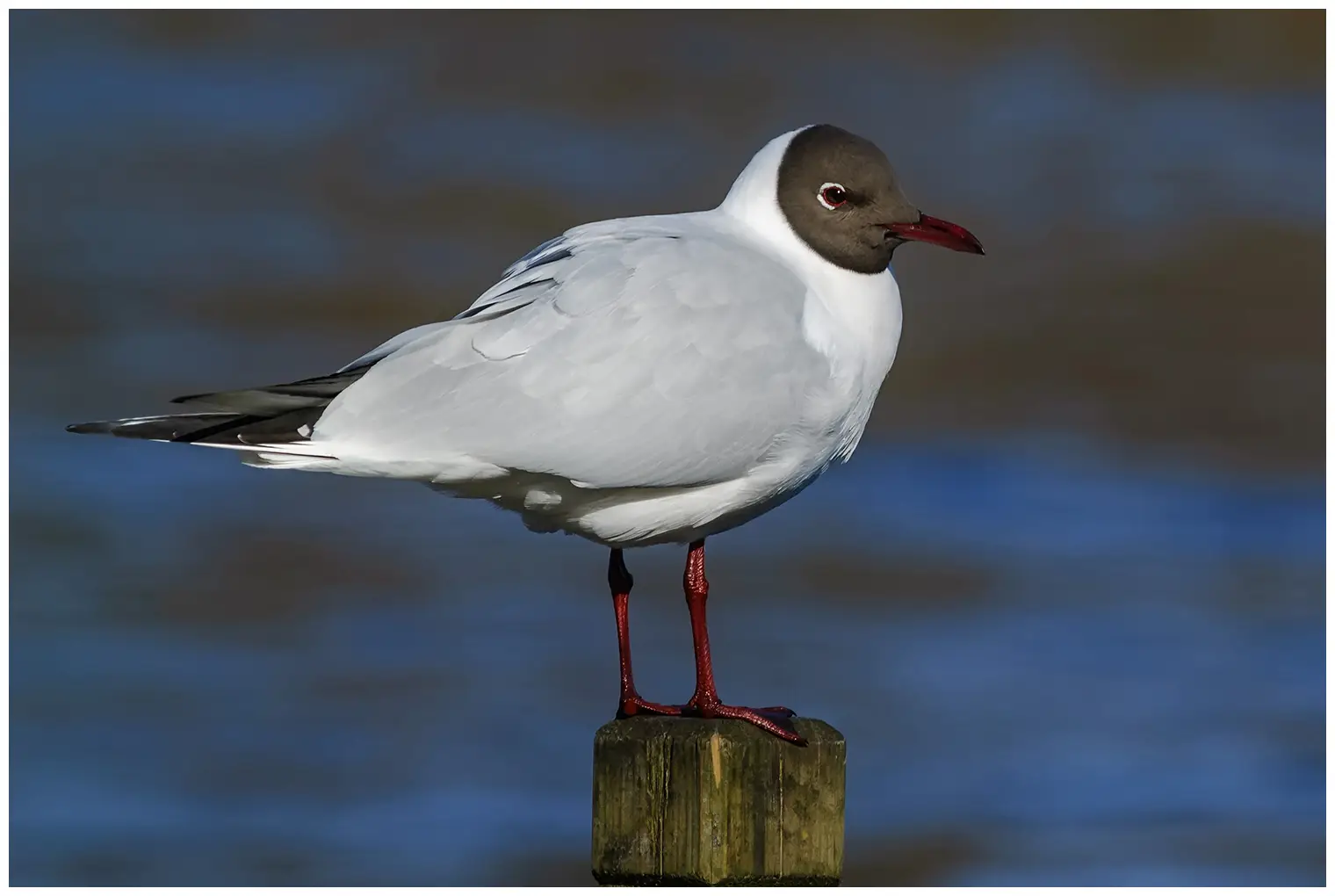 Black-headed Gull