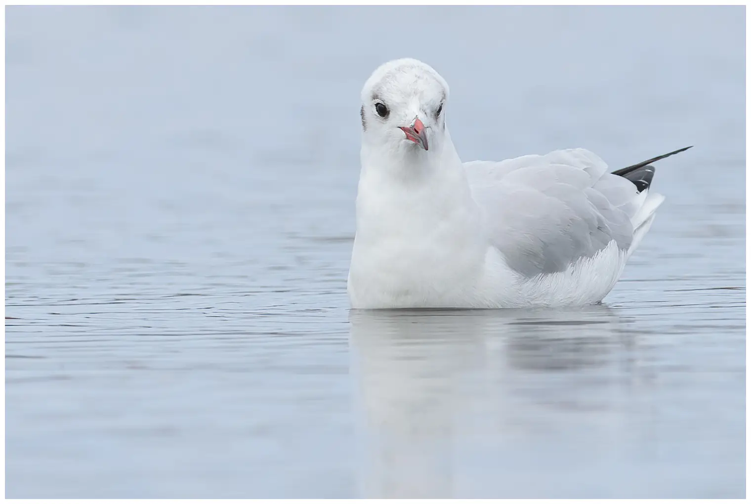 Black-headed Gull
