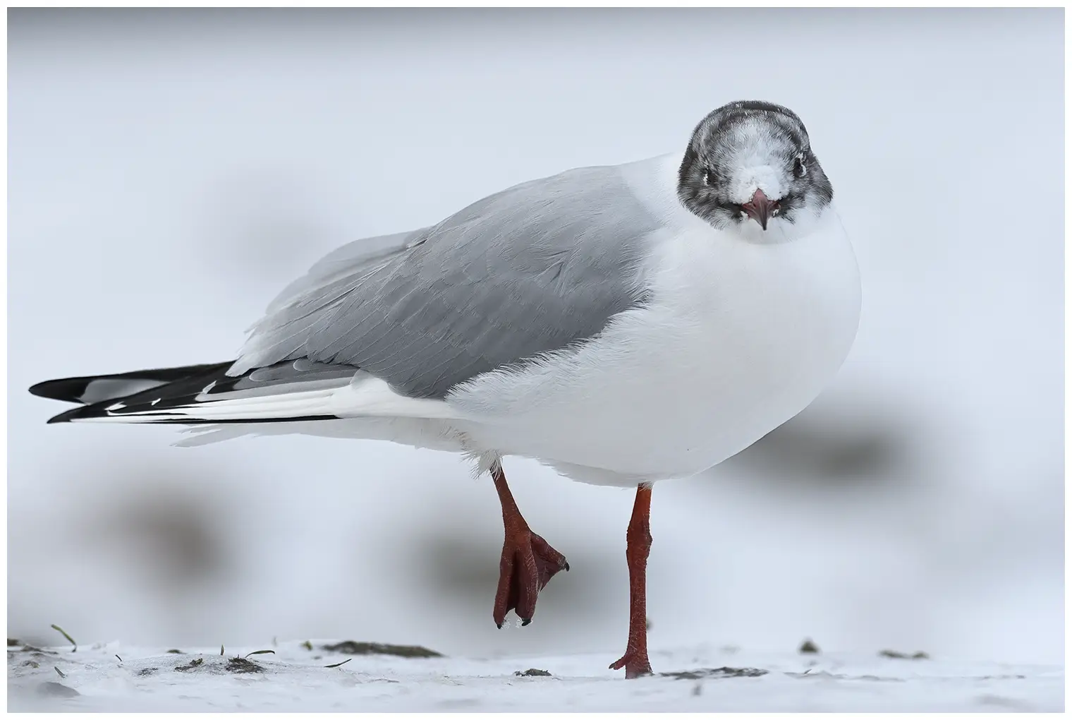 Black-headed Gull