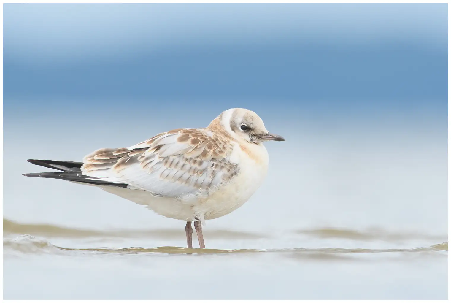 Black-headed Gull