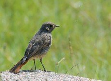 Black Redstart