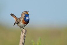 Bluethroat