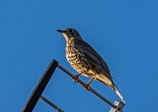 Mistle Thrush