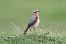 Northern Wheatear