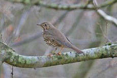 Song Thrush