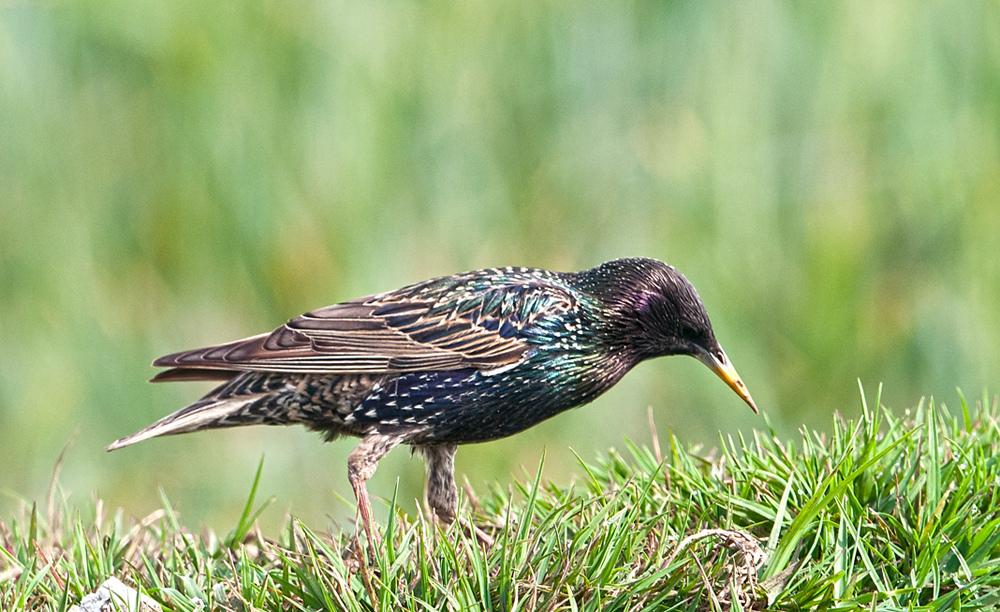 Common Starling - song / call / voice / sound.