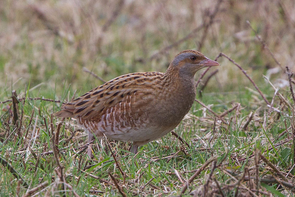 corncrake call mp3