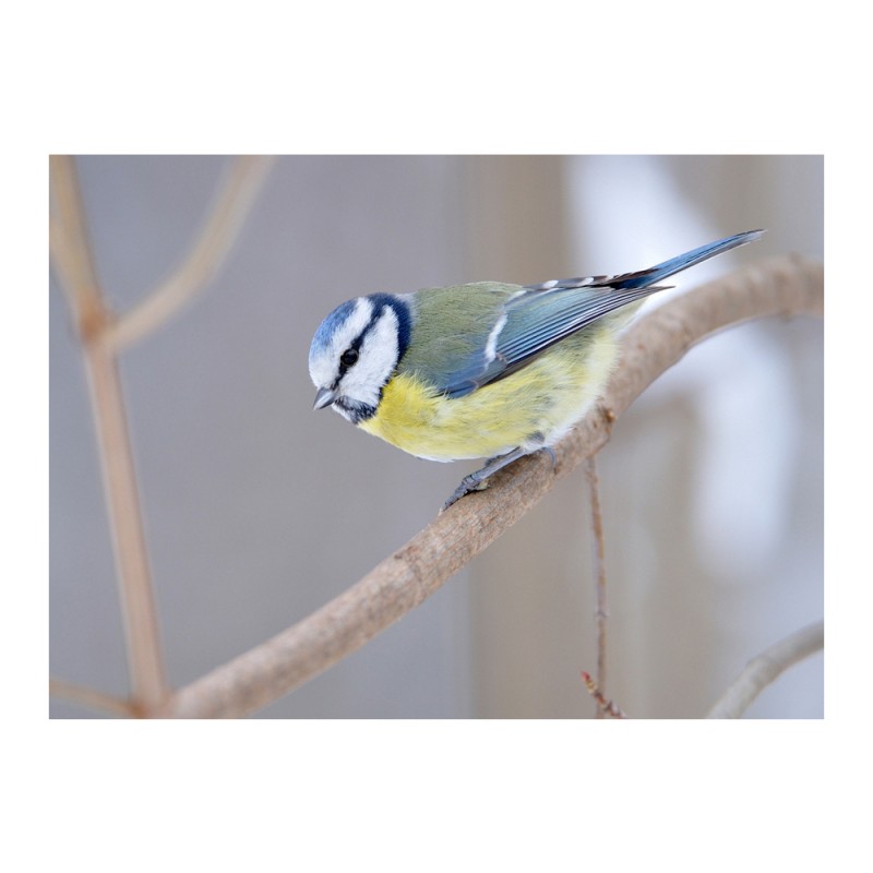 Bird whistle: Blue Tit. Handcrafted in France. Buy it here 