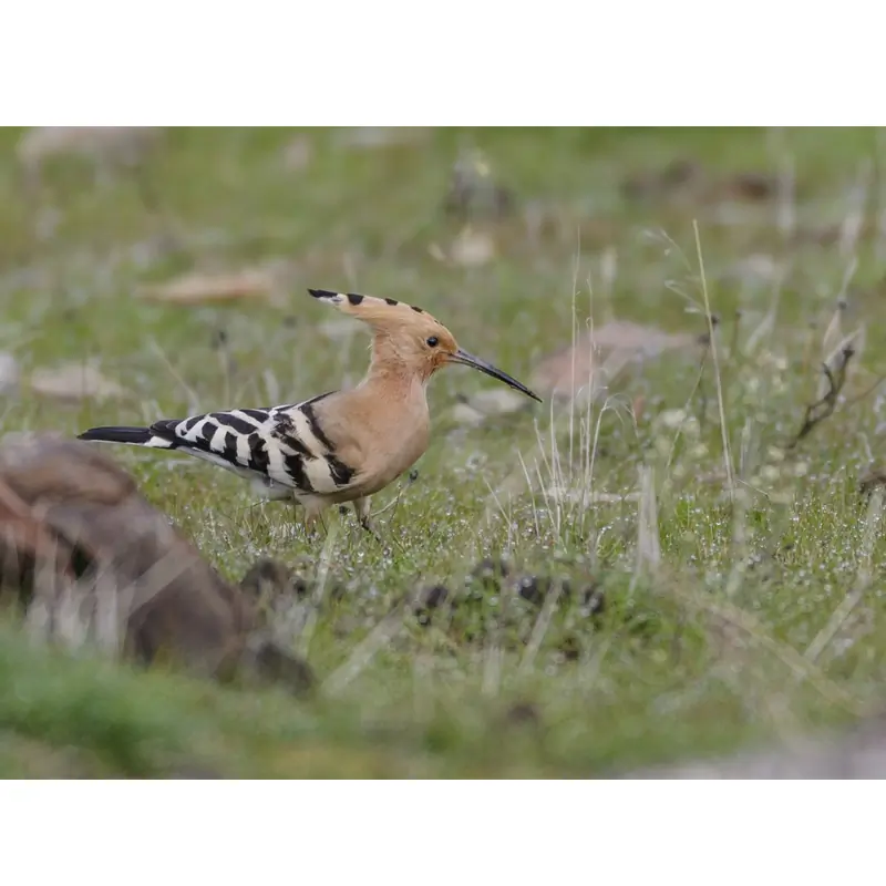 Hoopoe (whistle)