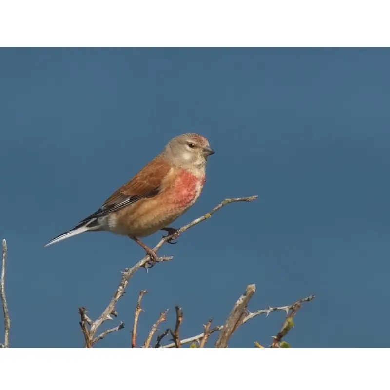Linnet (whistle)