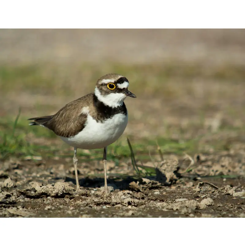 Little Ringed Plover (whistle)