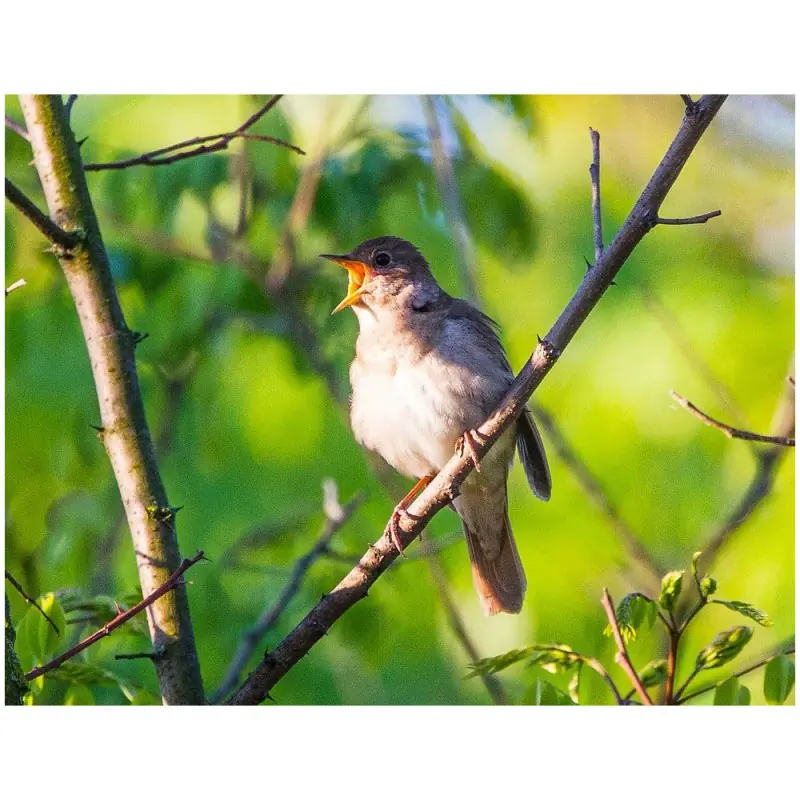 Nightingale (whistle)