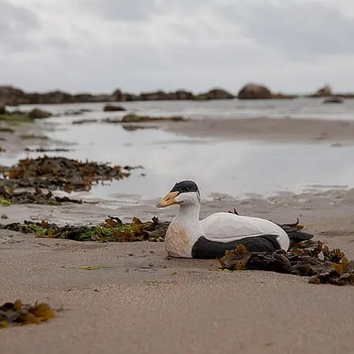Eider (wood)