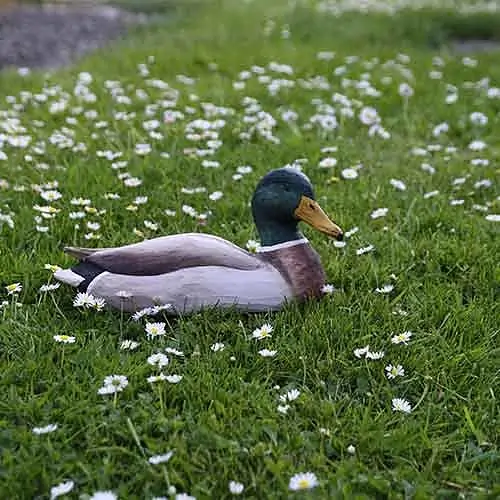 Mallard - male (wood)