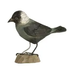 Jackdaw (wood)