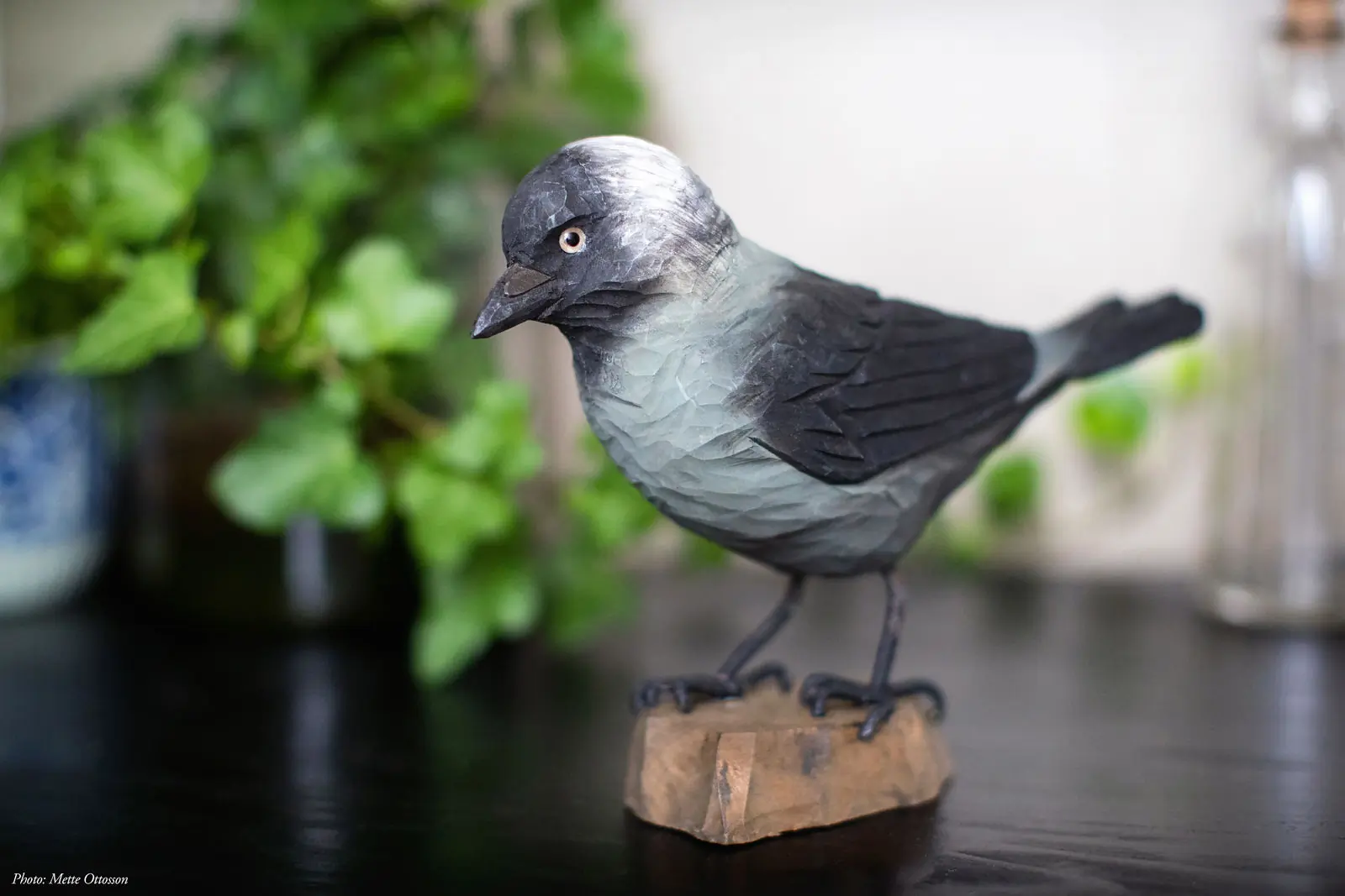 Jackdaw (wood)