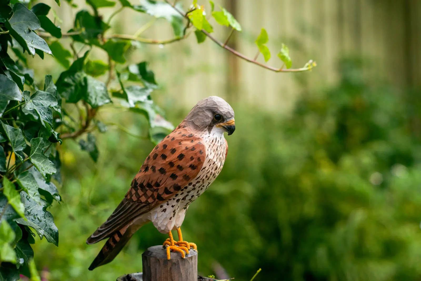 Kestrel (wood)