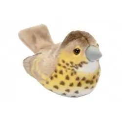 Song Thrush (with sound)