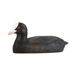 Coot (wood)