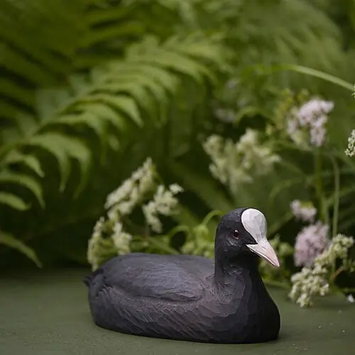Coot (wood)