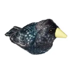 Starling (with sound)