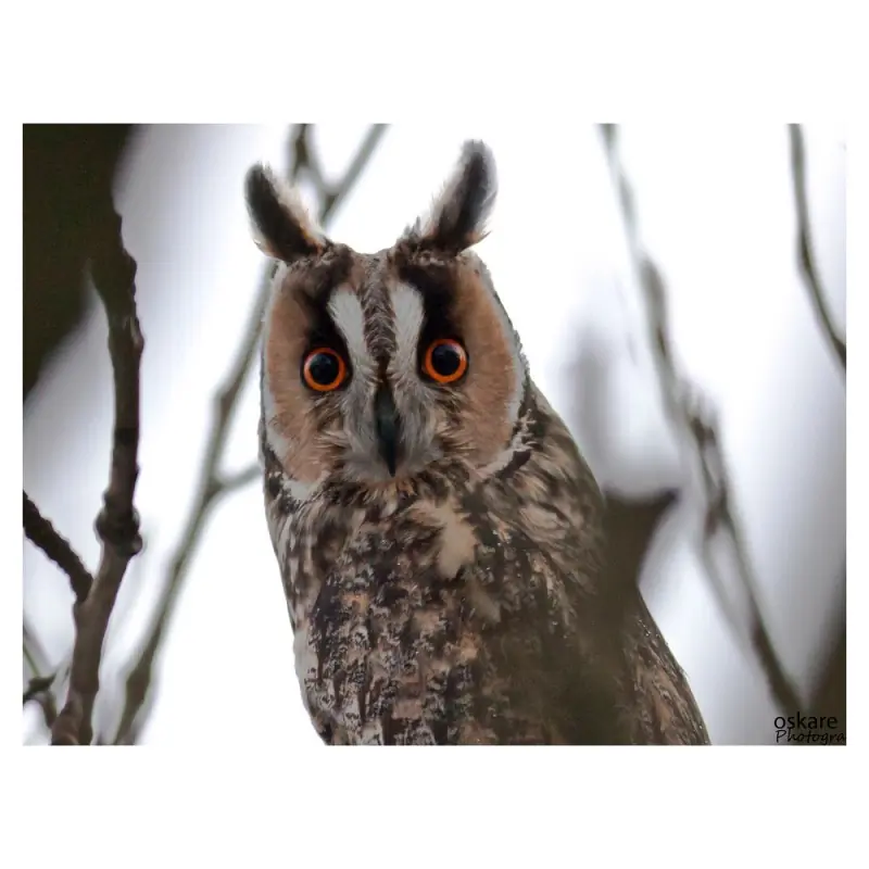 Long-eared Owl (whistle)
