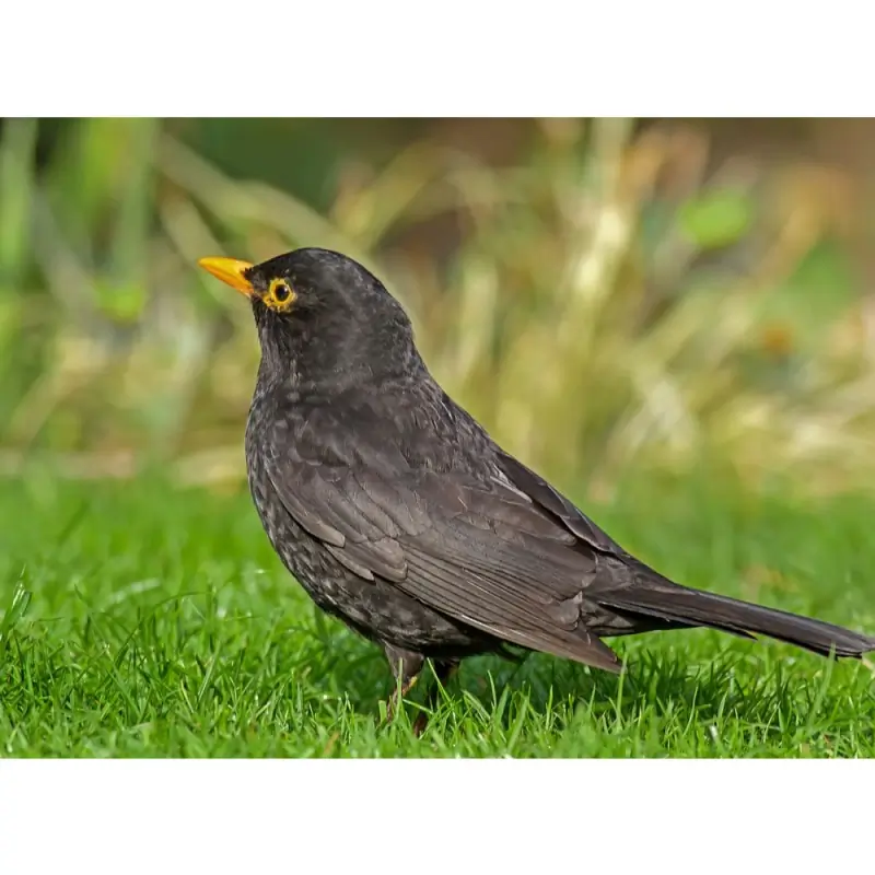 Blackbird (whistle)