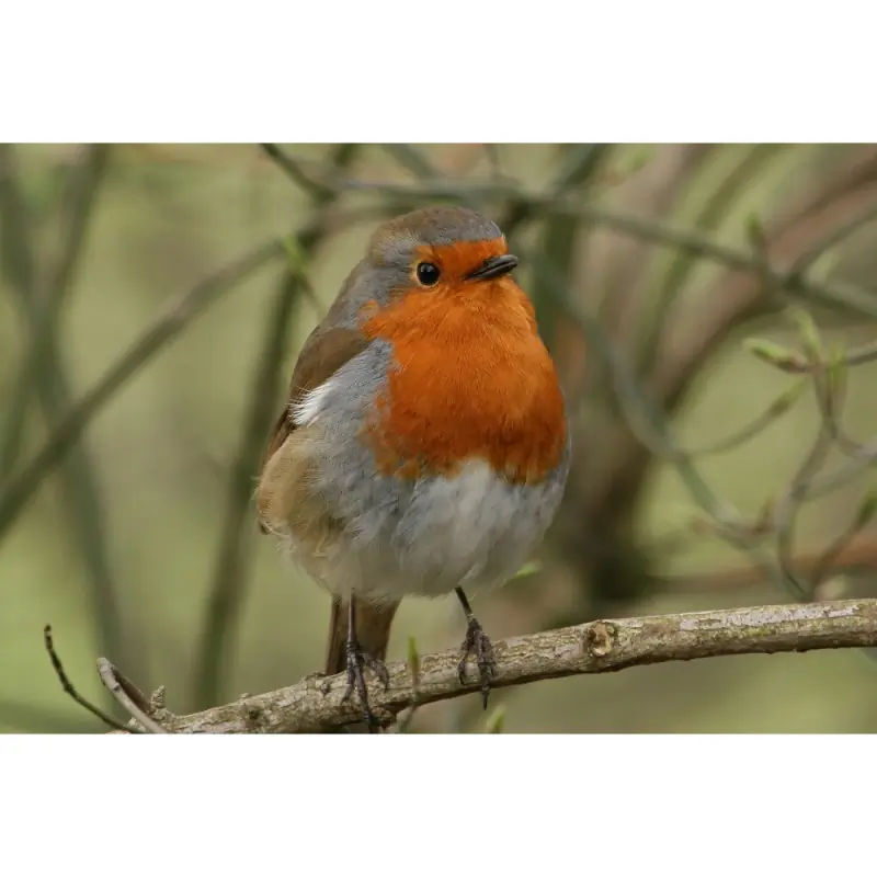 Robin (whistle)
