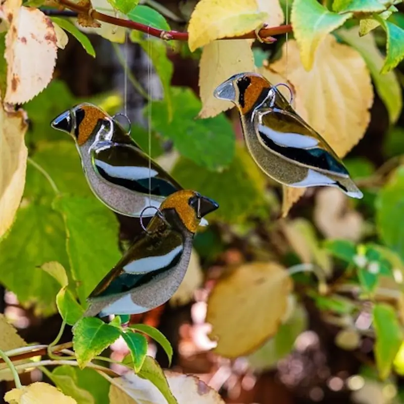 Hawfinch (glass)
