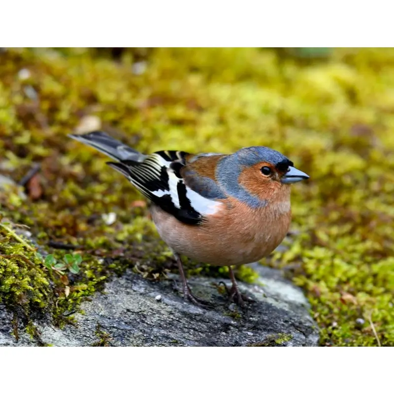 Chaffinch (whistle)