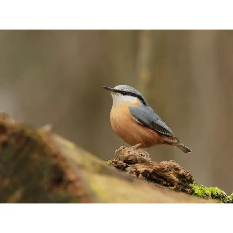 Wood Nuthatch (whistle)