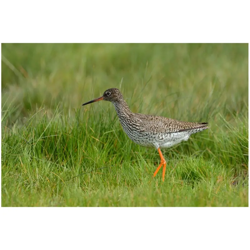Redshank (whistle)