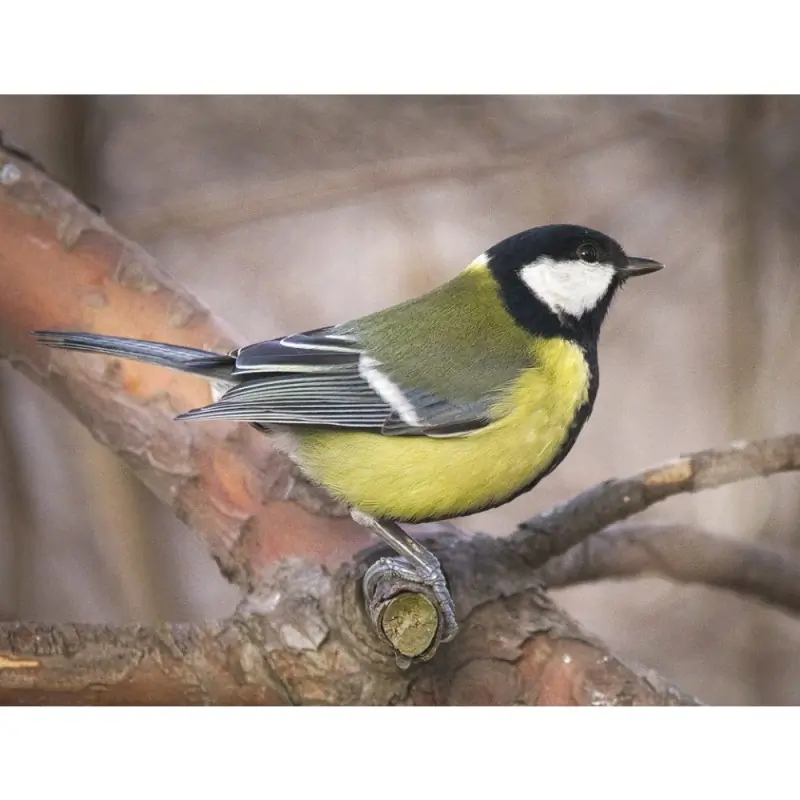 Great Tit (whistle)