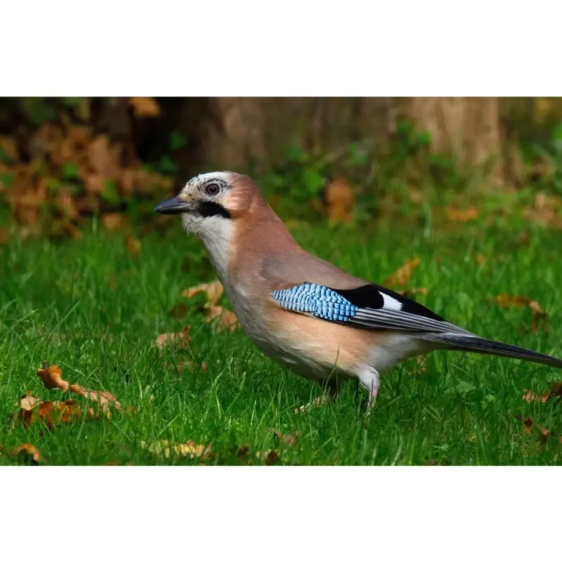 Jay (whistle)