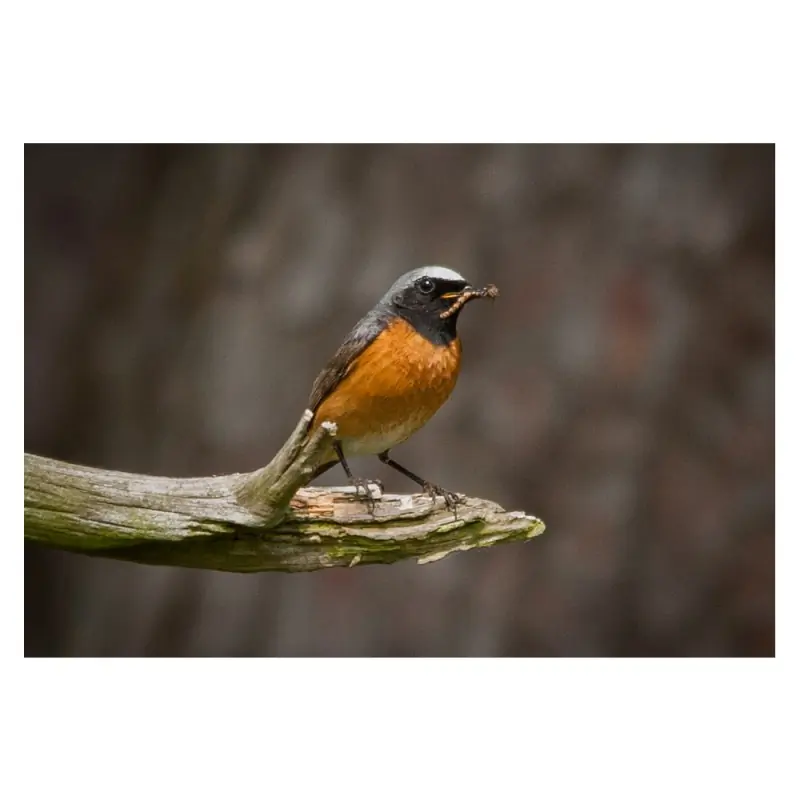 Redstart (whistle)