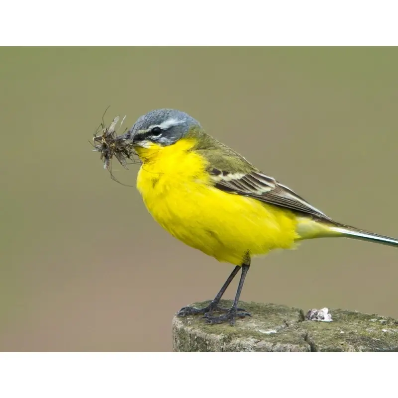 Wagtail (whistle)