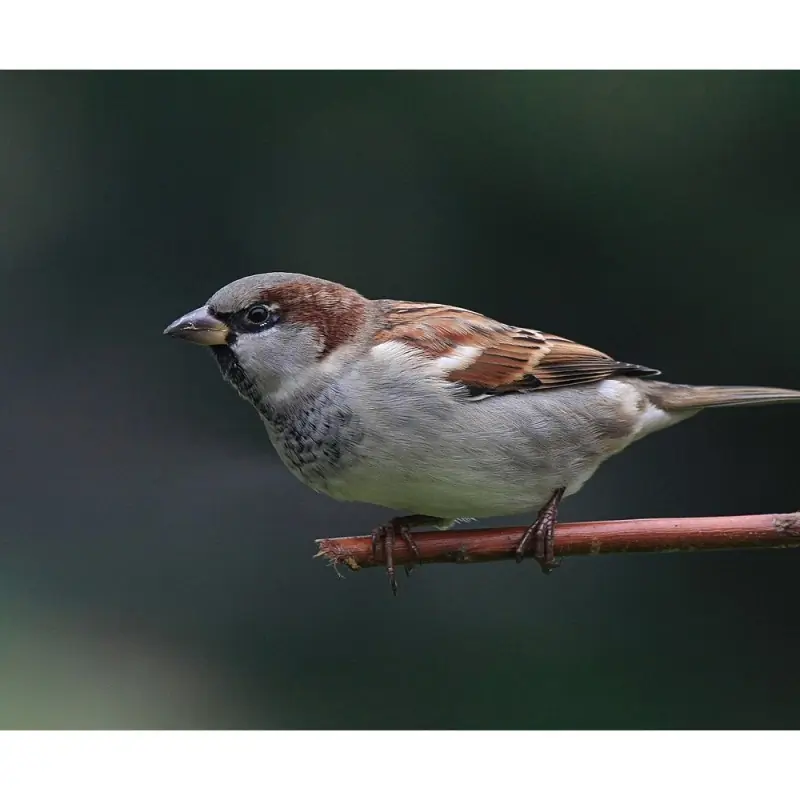 House Sparrow (whistle)