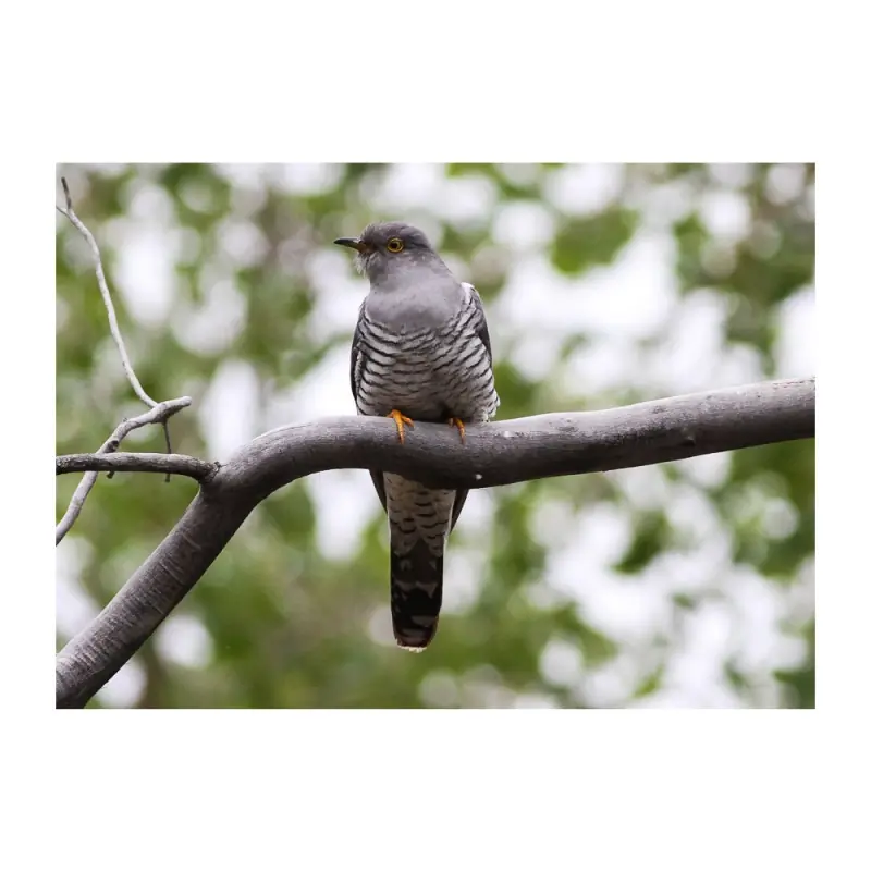 Cuckoo (whistle)