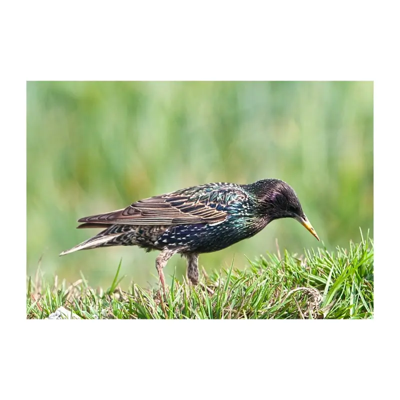Starling (whistle)