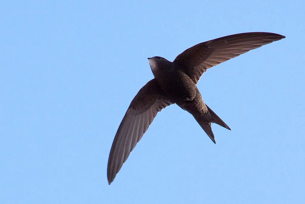 Swift (whistle)