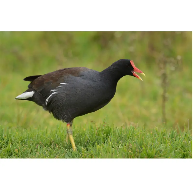 Moorhen (whistle)