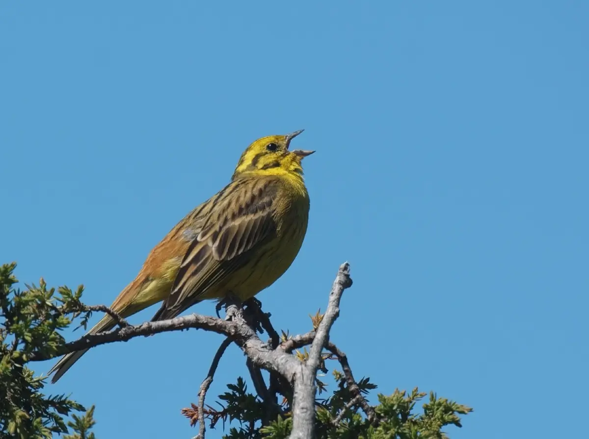 Yellowhammer (whistle)