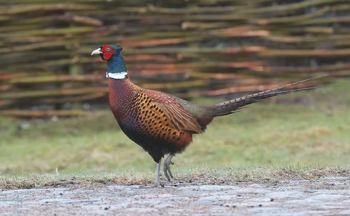 Pheasant (glass)
