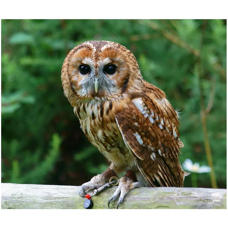 Tawny Owl (whistle)