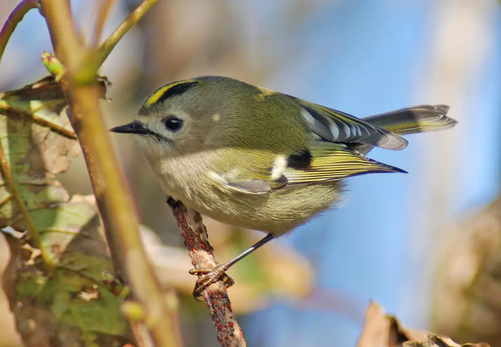 Goldcrest (glass)