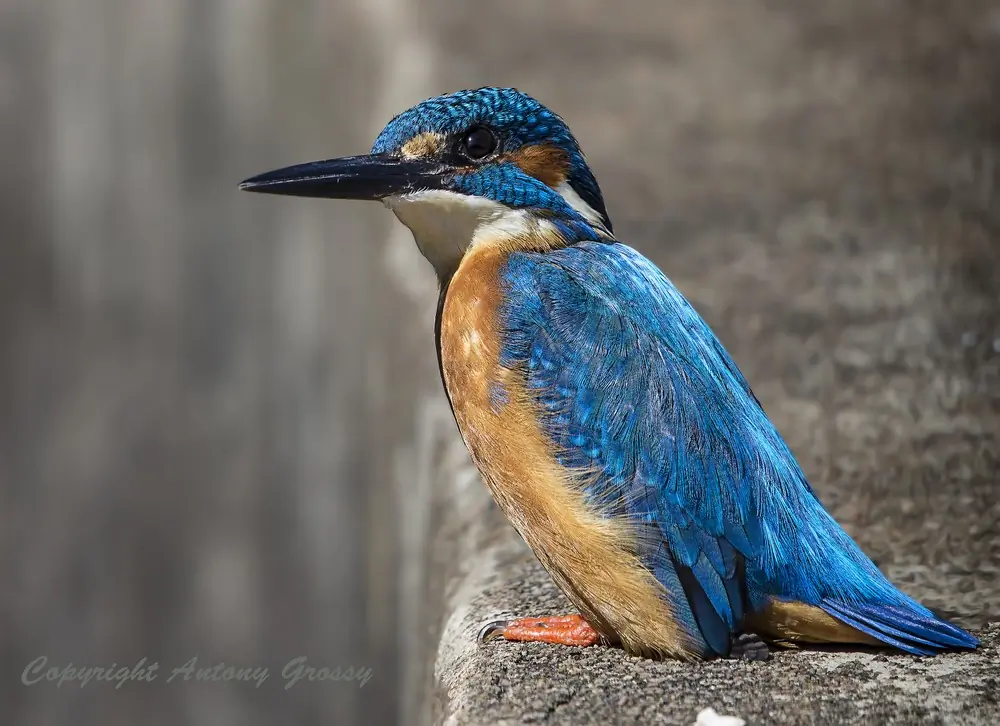 Kingfisher (glass)