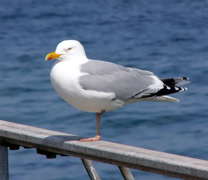 Herring Gull (glass)
