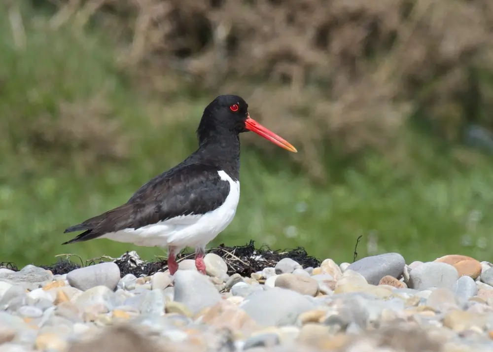 Oystercatcher (glass)